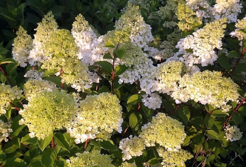 Hydrangea paniculata 'Candlelight ®'